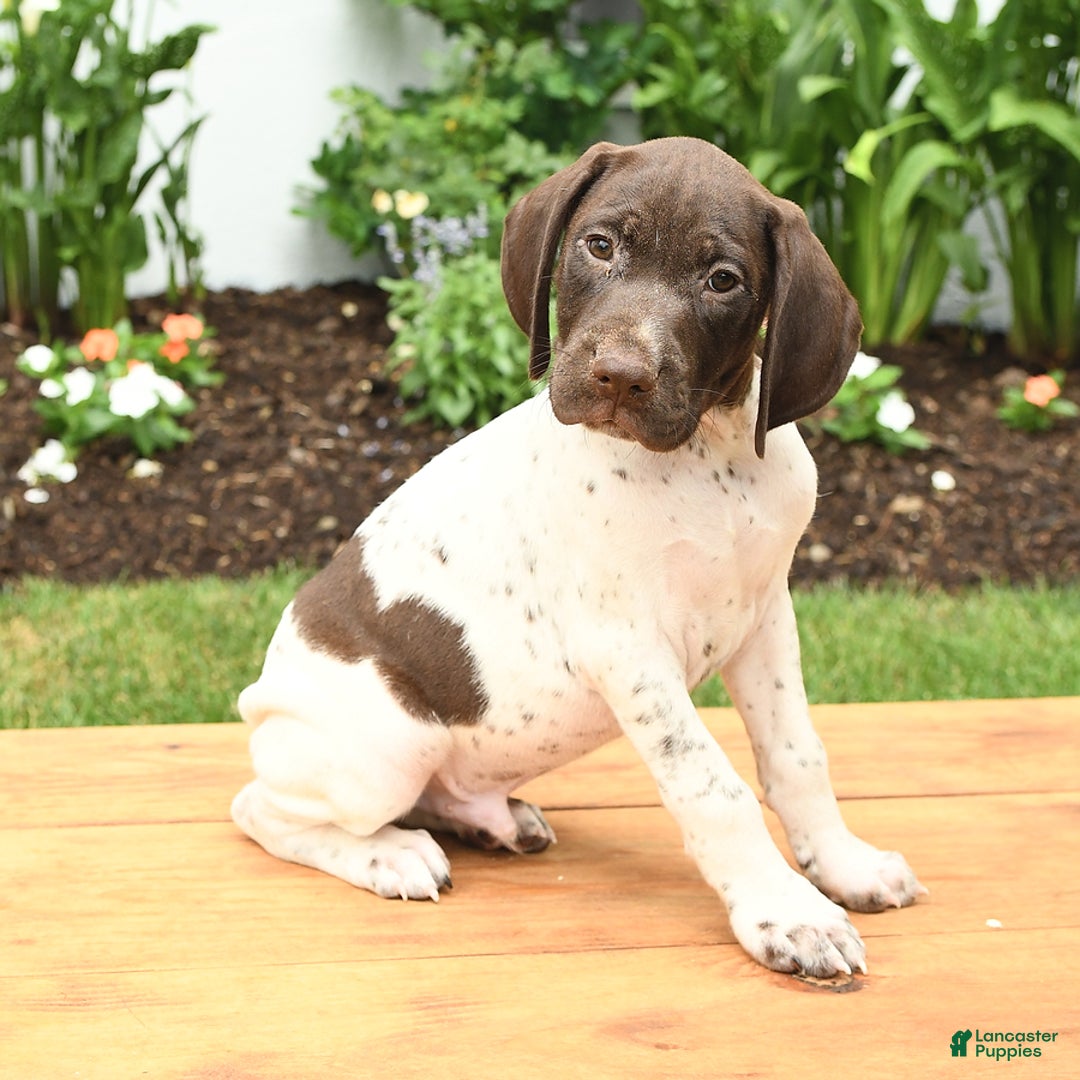 German Shorthaired Pointer dogs for sale: Thorn - Image 3
