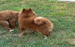 Pomeranian dogs for sale: Winston - Image 18