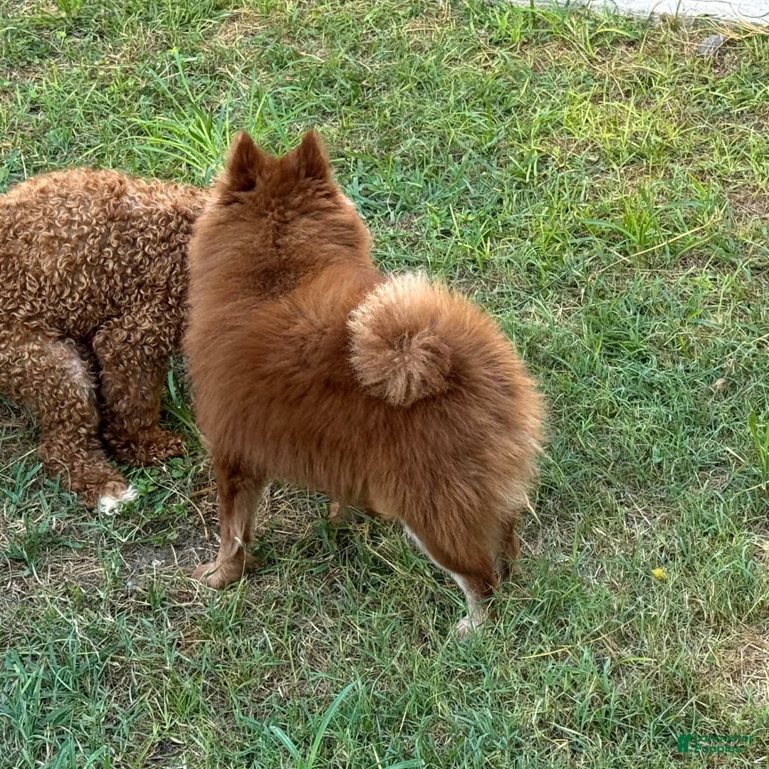 Pomeranian dogs for sale: Winston - Image 18
