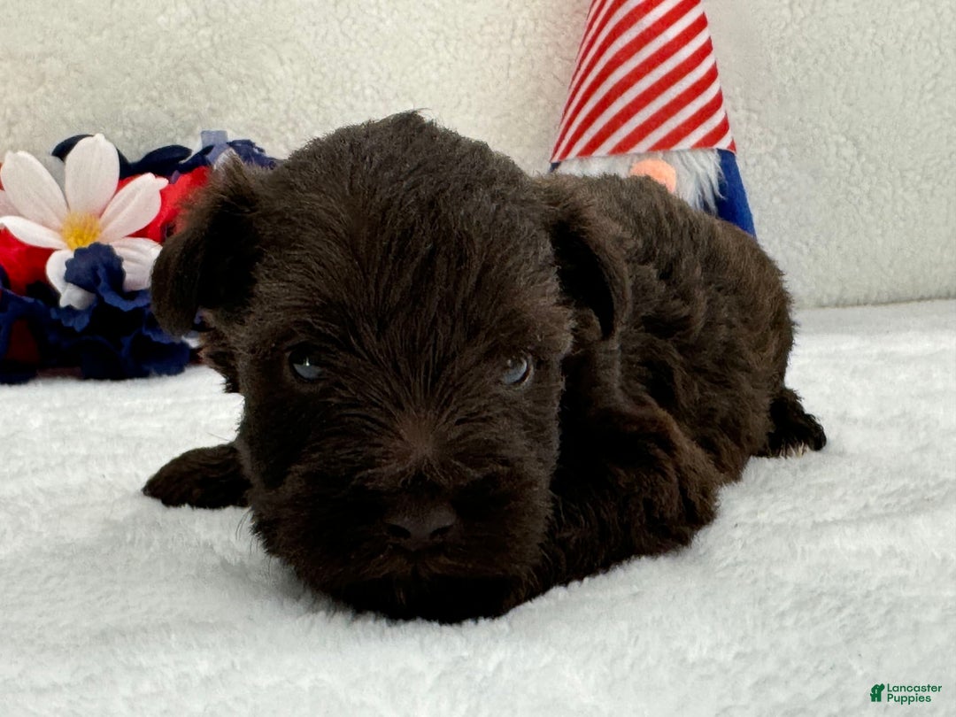 Miniature Schnauzer dogs for sale: Fancy Female 1 Akc Liver Color - Image 3