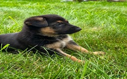 German Shepherd dogs for sale: Drama Girl - Image 8