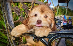 Havapoo dogs for sale: Kewtie - Image 14