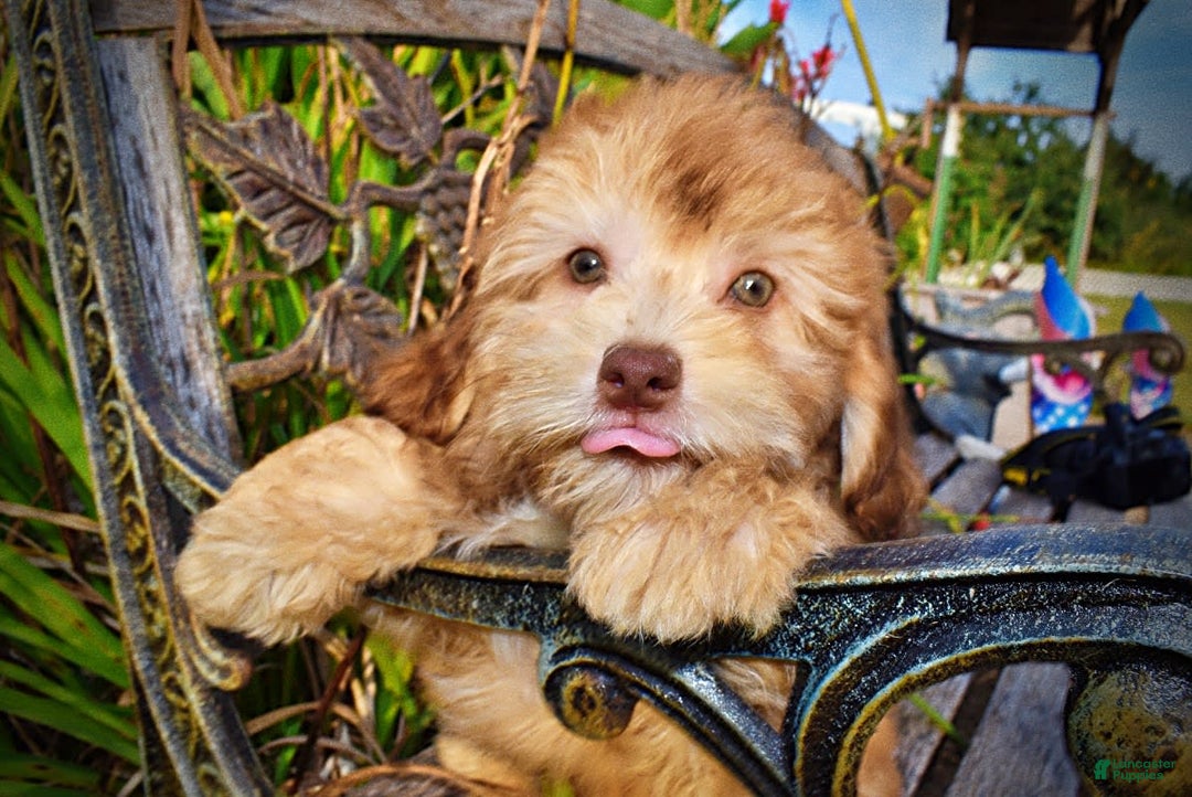 Havapoo dogs for sale: Kewtie - Image 14