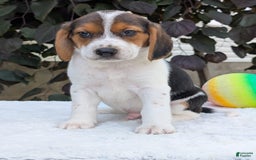 Beagle dogs for sale: Max - Image 10