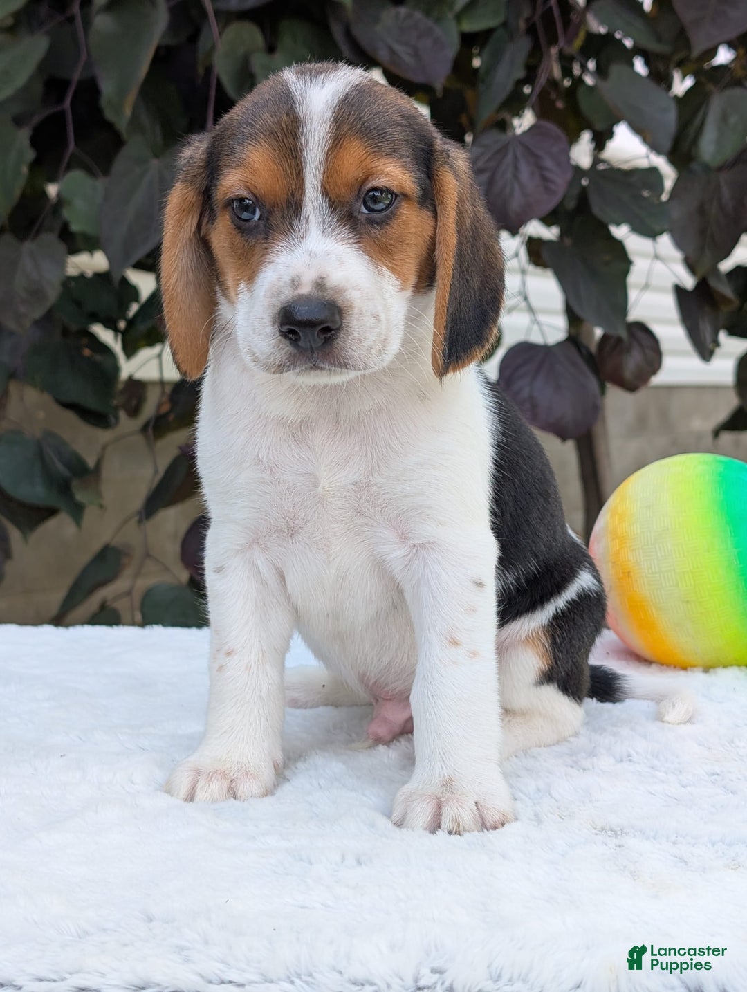 Beagle dogs for sale: Max - Image 10