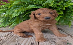 Goldendoodle dogs for sale: Dash - Image 33