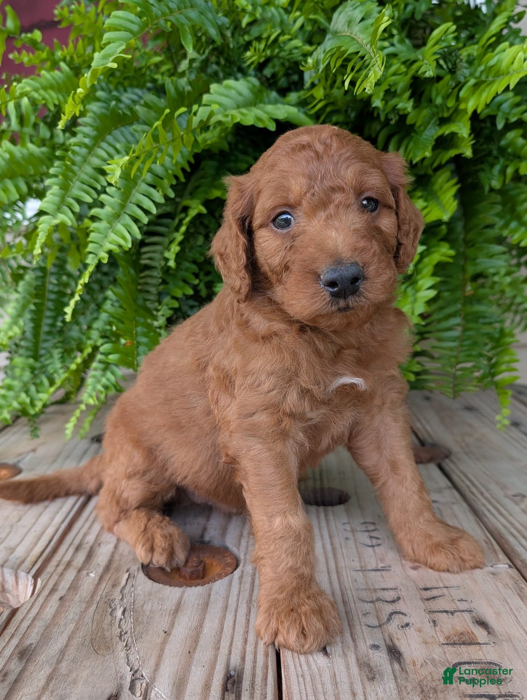 Goldendoodle dogs for sale: Dash - Image 33
