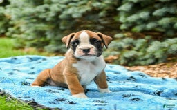 Boxer dogs for sale: Happy - Image 5