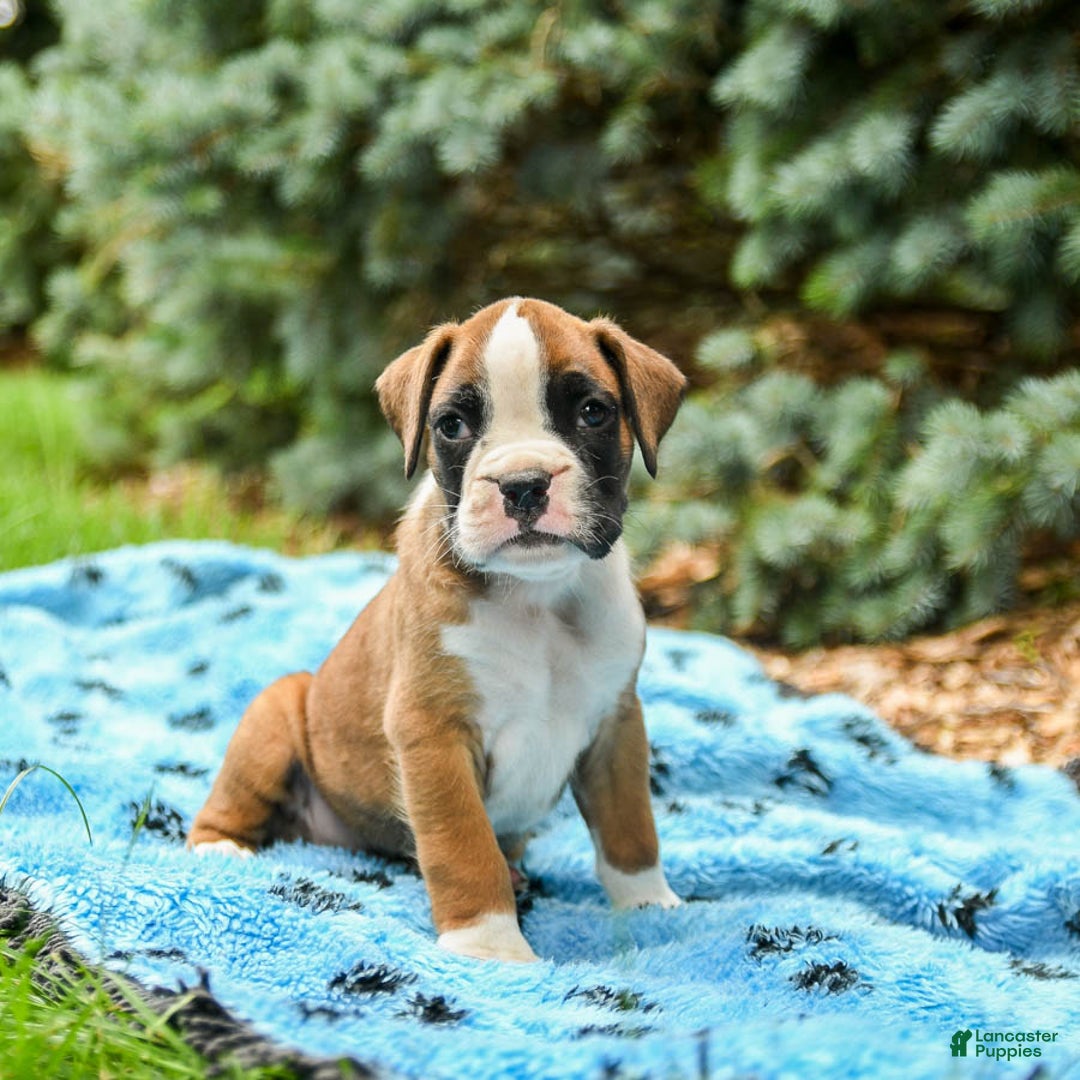 Boxer dogs for sale: Happy - Image 5