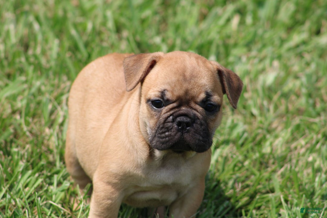 French Bulldog dogs for sale: Sheila - Image 23