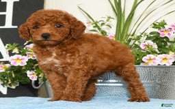 Miniature Poodle dogs for sale: Ranae - Image 3