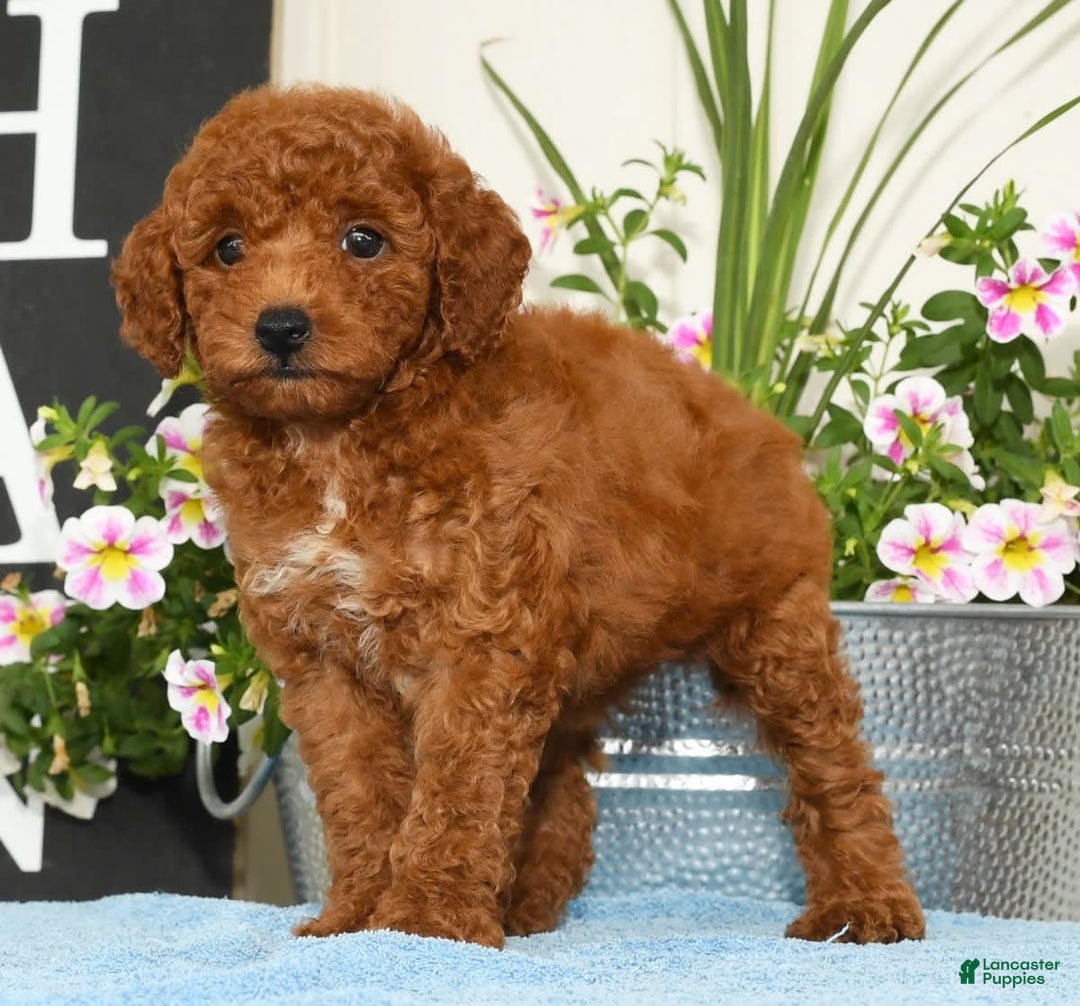 Miniature Poodle dogs for sale: Ranae - Image 3