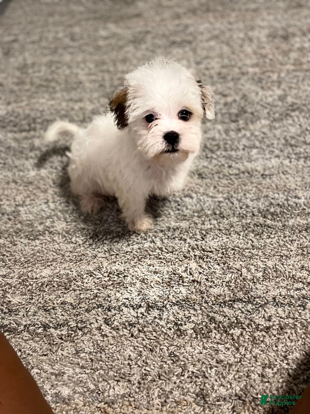 West Highland Terrier dogs for sale: Bruno - Image 2