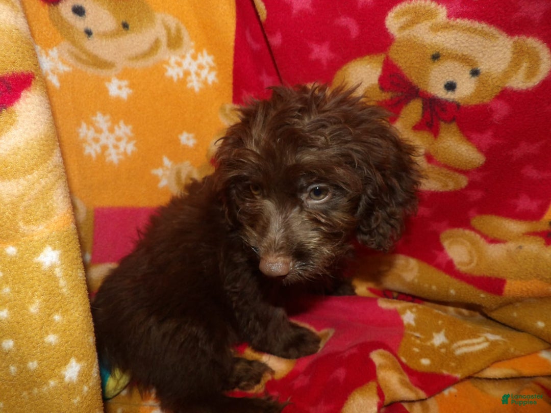 Aussiedoodle dogs for sale: BROWNIE - Image 1