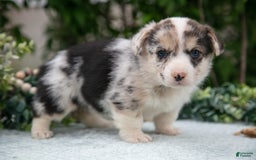 Welsh Corgi Pembroke dogs for sale: Luna - Image 5