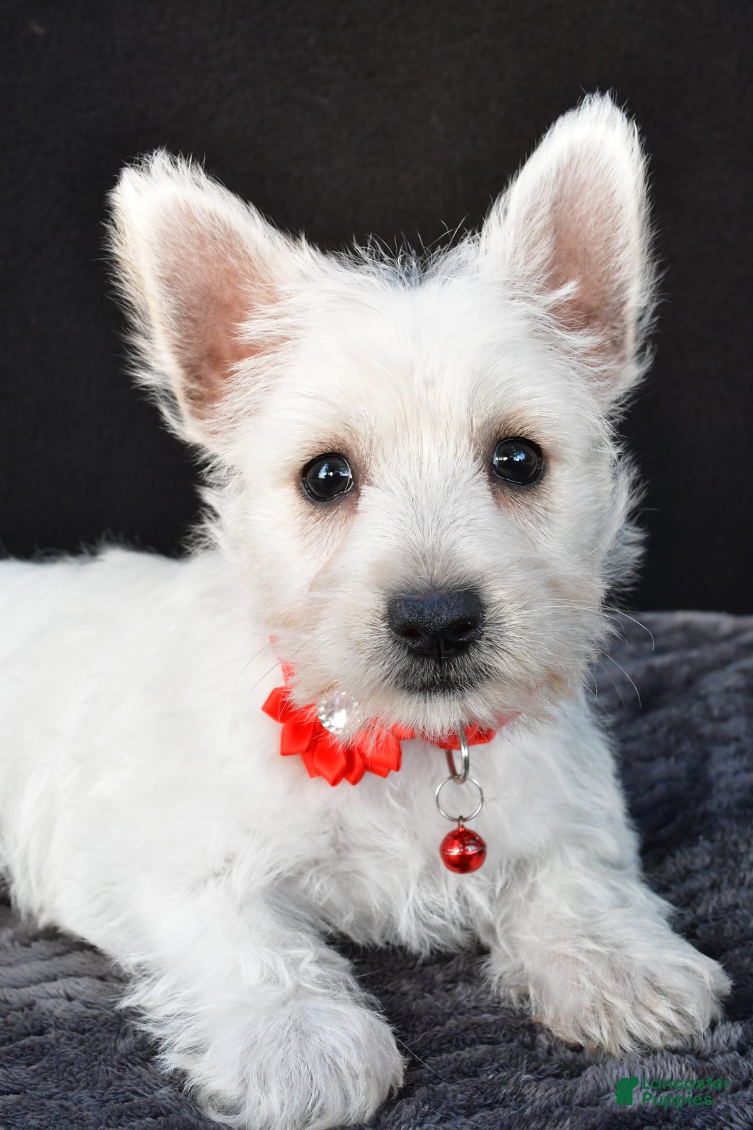 West Highland Terrier dogs for sale: Orla - Image 3