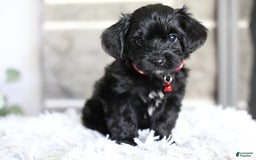 Yorkiepoo dogs for sale: Button - Image 2