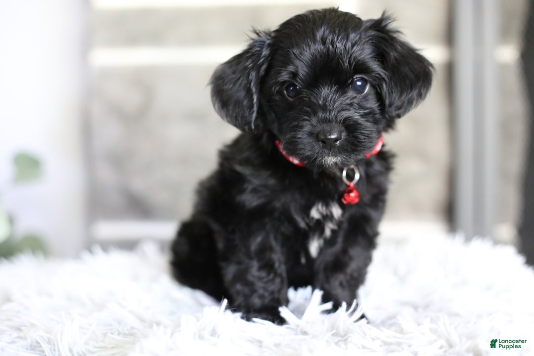 Yorkiepoo dogs for sale: Button - Image 2
