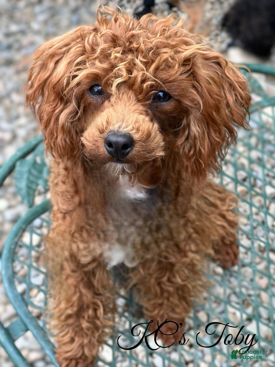 Toy Poodle dogs for sale: Maxi - Image 27
