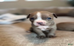 American Bully dogs for sale: Ghost - Image 3
