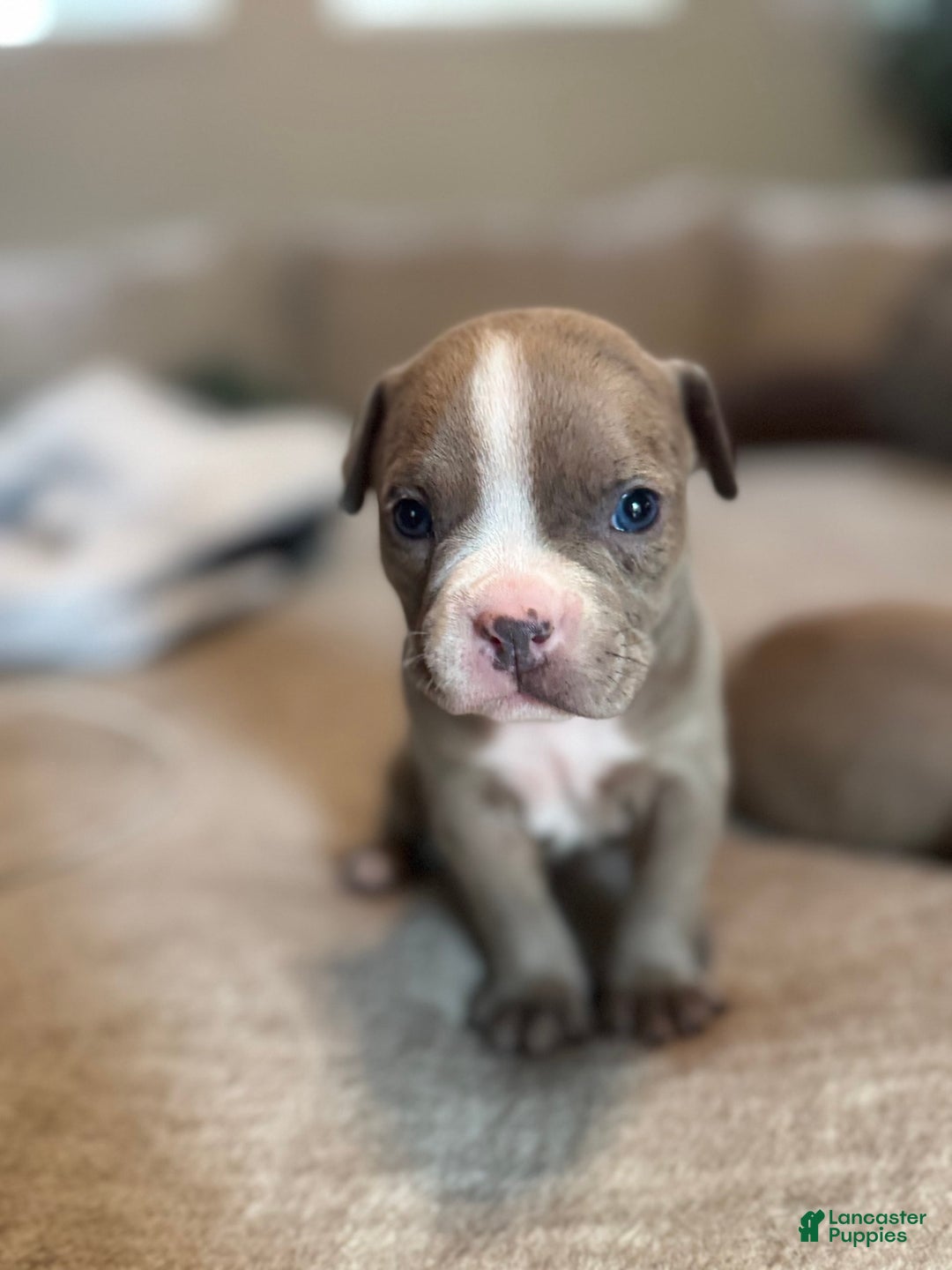 American Bully dogs for sale: Ghost - Image 3