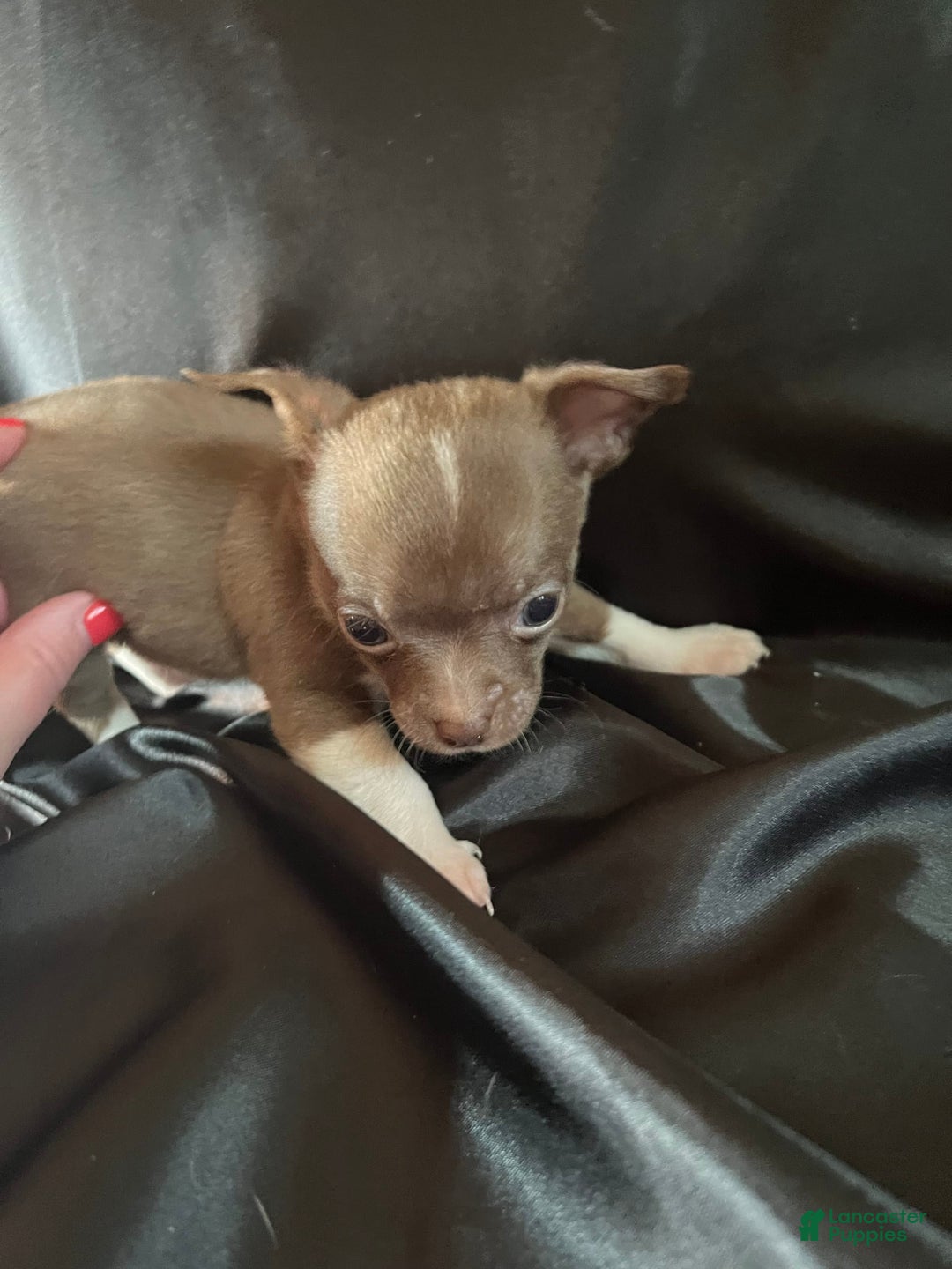 Chihuahua dogs for sale: Mocha - Blue Eyed Dual Pedigreed - Image 1