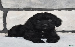Cavapoo dogs for sale: Cavapoo 5 puppies - Image 4