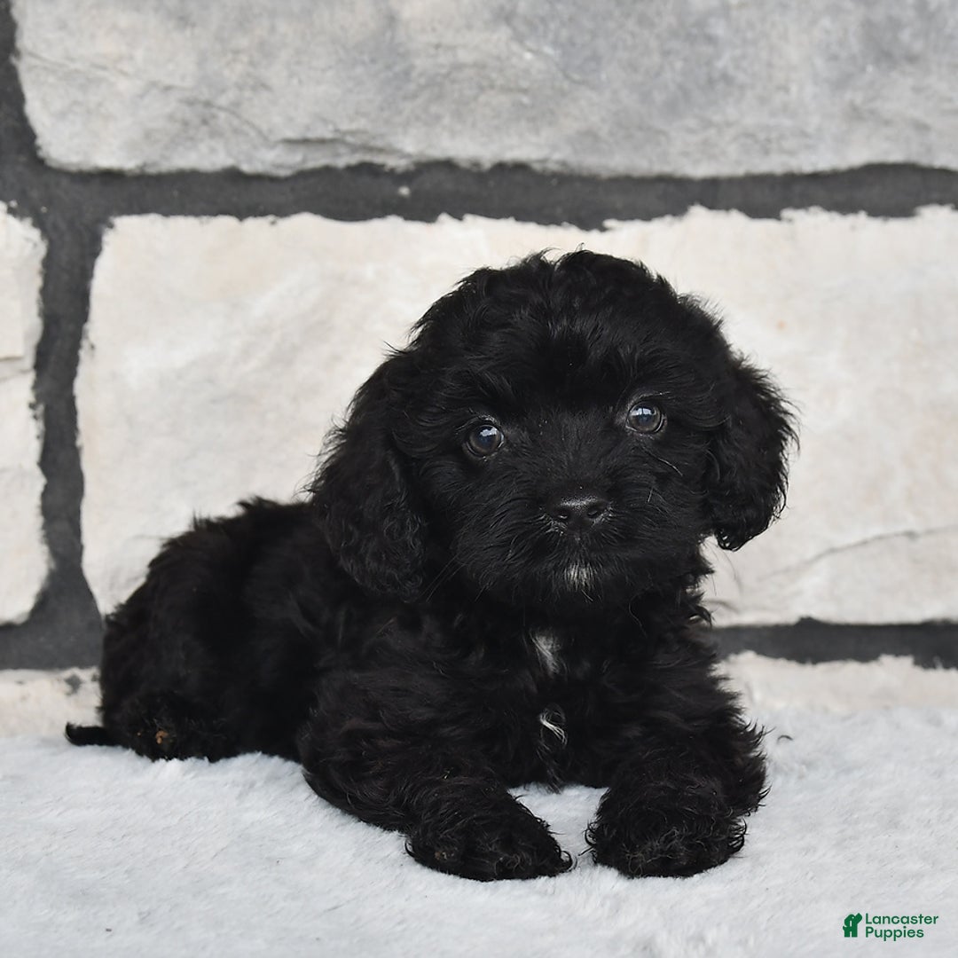 Cavapoo dogs for sale: Cavapoo 5 puppies - Image 4