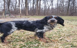 English Springer Spaniel dogs for sale: Eddie - Image 7