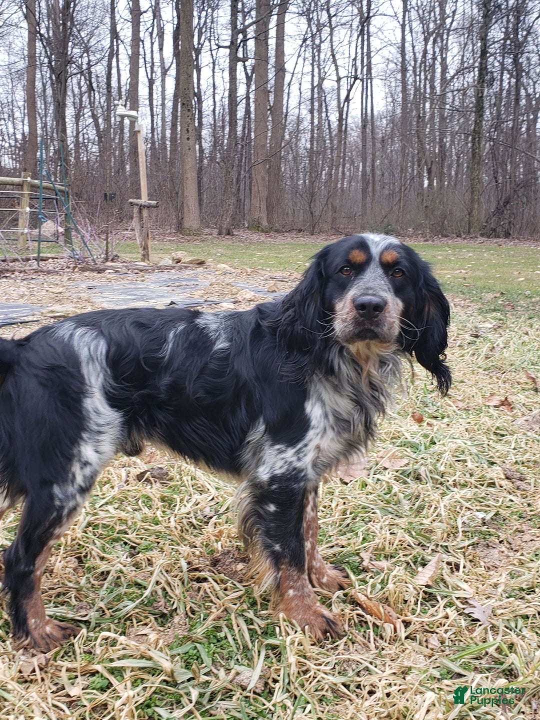 English Springer Spaniel dogs for sale: Eddie - Image 7