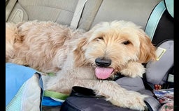 Goldendoodle dogs for sale: Brooklyn - Image 11