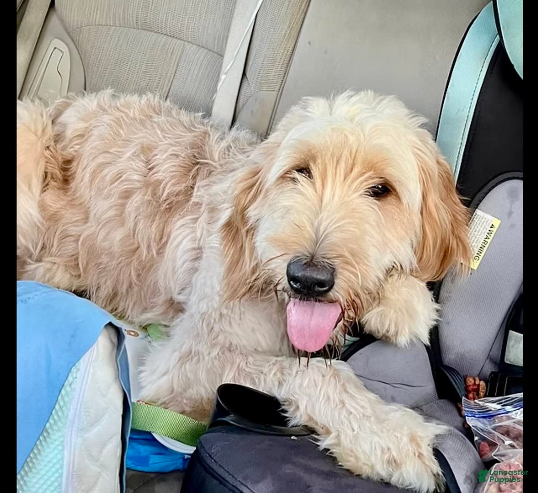 Goldendoodle dogs for sale: Brooklyn - Image 11