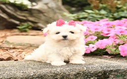 Maltese dogs for sale: Flower - Image 2