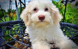 Havapoo dogs for sale: Valiant - Image 9