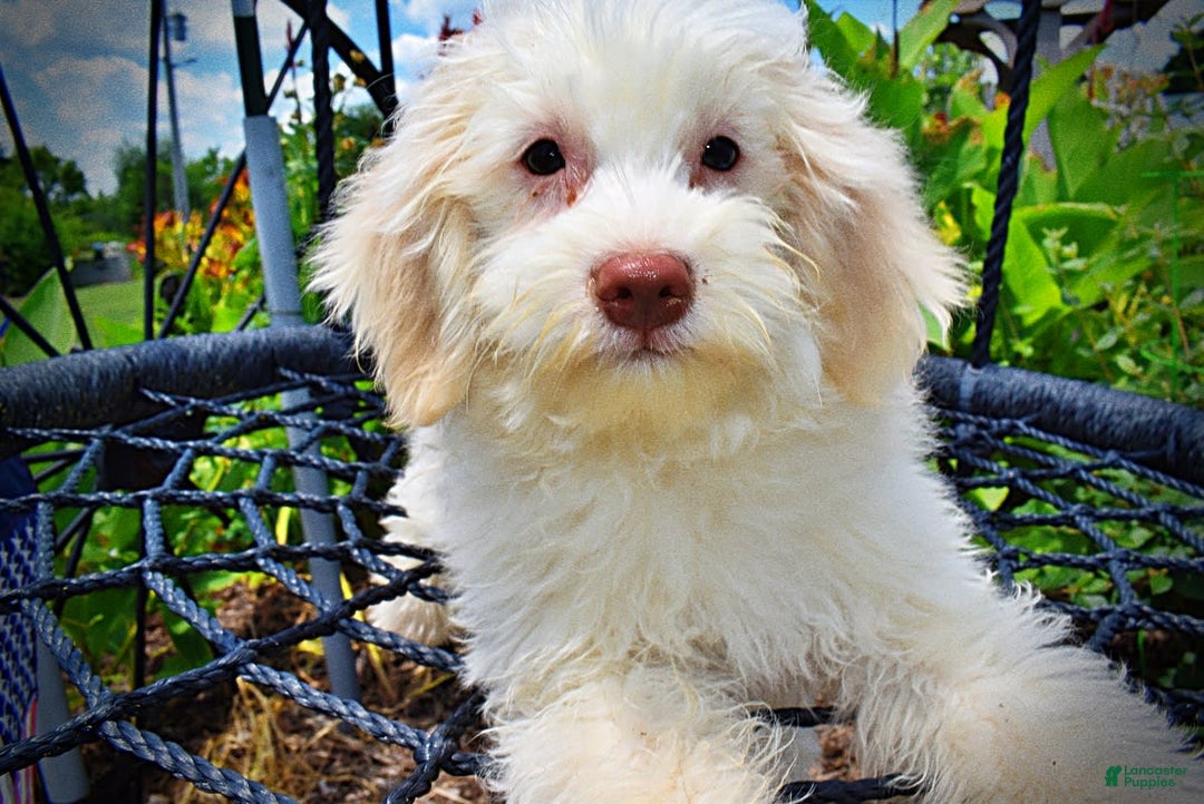 Havapoo dogs for sale: Valiant - Image 9