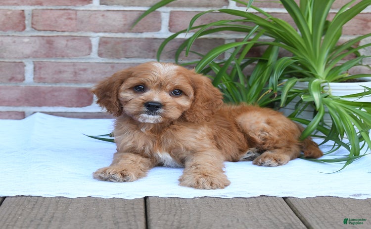 Cavapoo dogs for sale - Ad 2