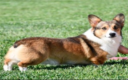 Welsh Corgi Pembroke dogs for sale: Kendra - Image 10
