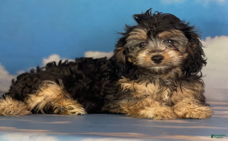 Cavapoo dogs for sale - Ad 5