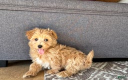Maltipoo dogs for sale: Gordie - Image 4