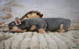 French Bulldog dogs for sale: Riley - Image 10