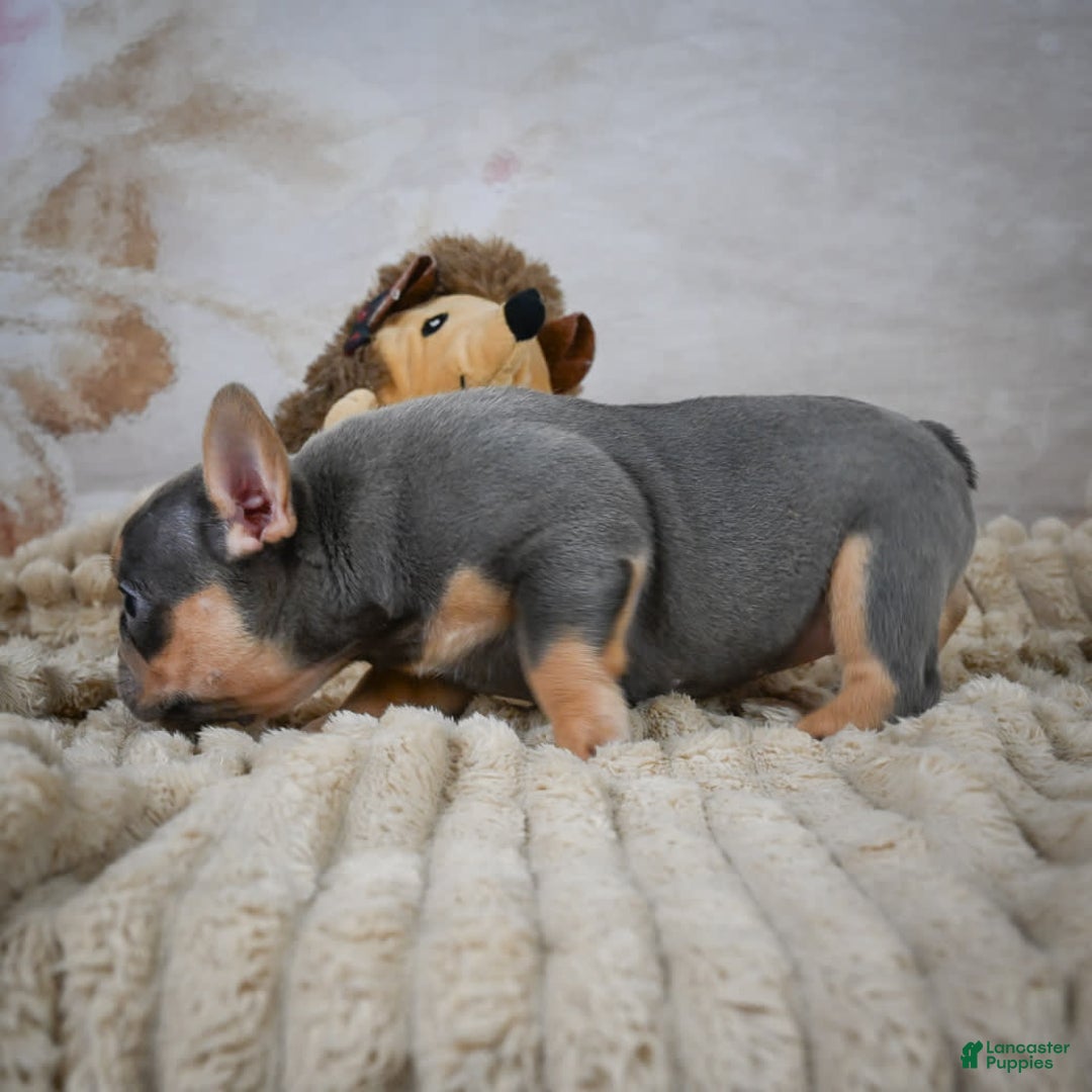 French Bulldog dogs for sale: Riley - Image 10