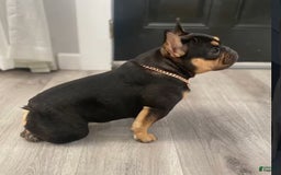French Bulldog dogs for sale: Hay Wire - Image 9