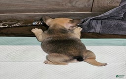 French Bulldog dogs for sale: Chocolate - Image 6