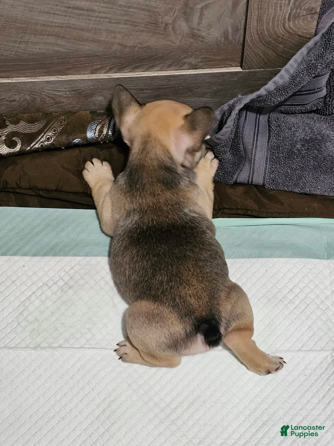French Bulldog dogs for sale: Chocolate - Image 6