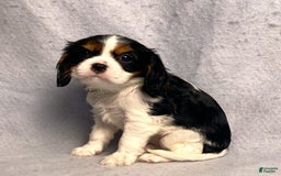 Cavalier King Charles Spaniel dogs for sale: Abby - Image 26