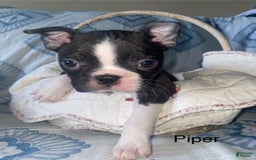 Boston Terrier dogs for sale: Piper - Image 1