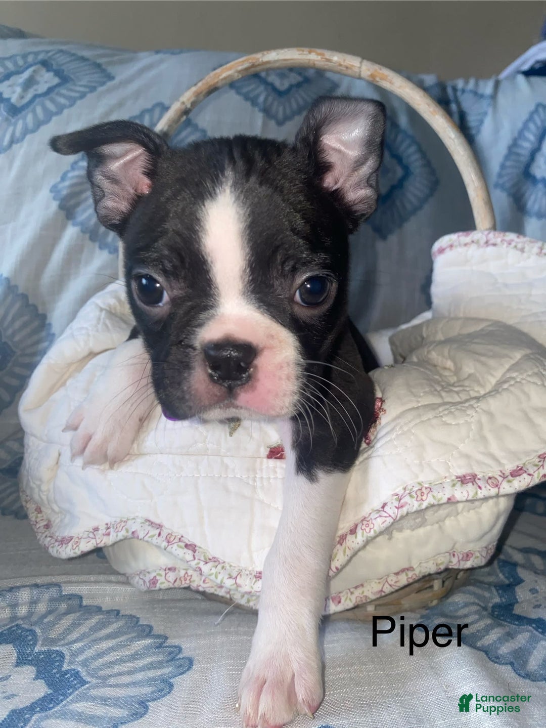 Boston Terrier dogs for sale: Piper - Image 1