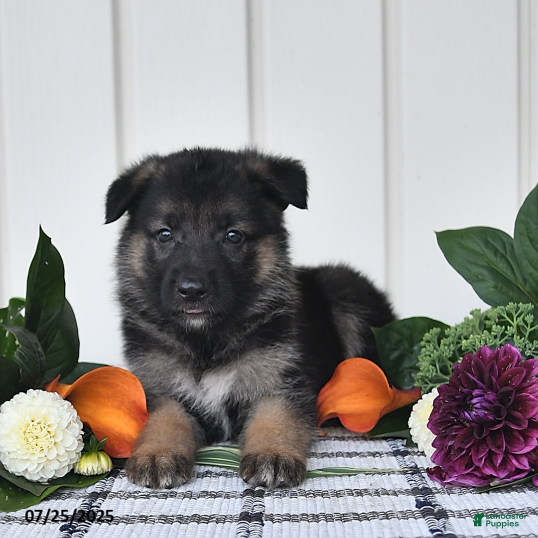German Shepherd dogs for sale: Carson - Image 3