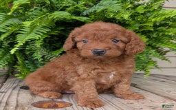 Mini Goldendoodle dogs for sale: Mini -lilly - Image 7