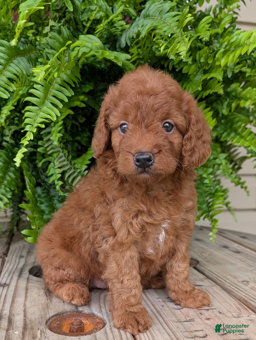 Mini Goldendoodle dogs for sale: Mini -lilly - Image 7